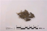 藏品(羽蘚屬)的圖片